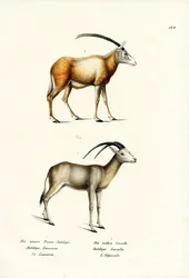 Arabischer Oryx, 1824